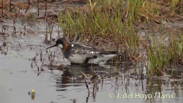 svømmesnipe - ML201456471