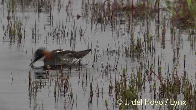 Red-necked Phalarope - ML201456481