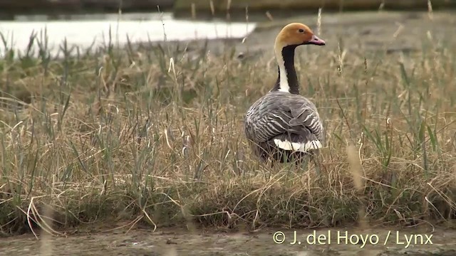 Emperor Goose - ML201456631