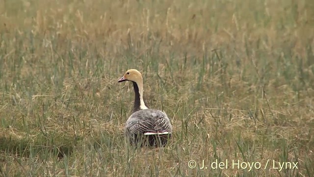 Emperor Goose - ML201456641