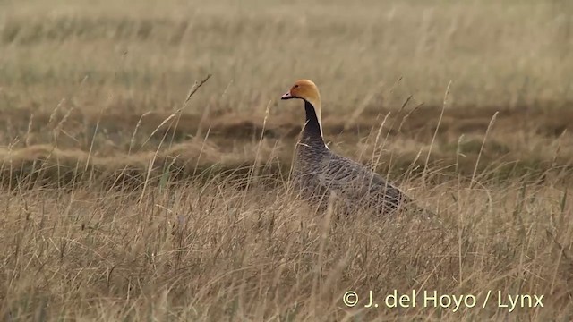 husa císařská - ML201456651