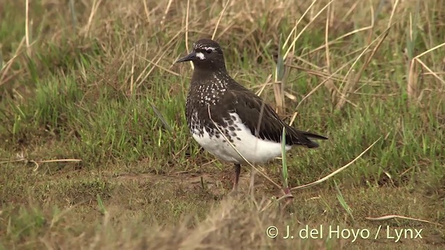 Black Turnstone - ML201456691