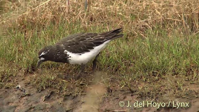 Black Turnstone - ML201456701