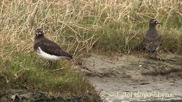 Schwarzkopf-Steinwälzer - ML201456721