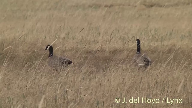 berneška malá (ssp. minima) - ML201456741