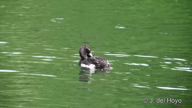 Tufted Duck - ML201456791