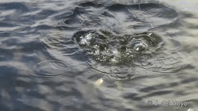 Tufted Duck - ML201456801