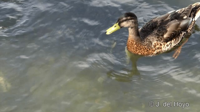 Tufted Duck - ML201456811