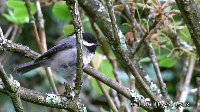 Black-capped Chickadee - ML201457271