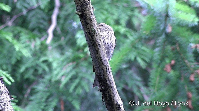 Roselin pourpré (californicus) - ML201457301