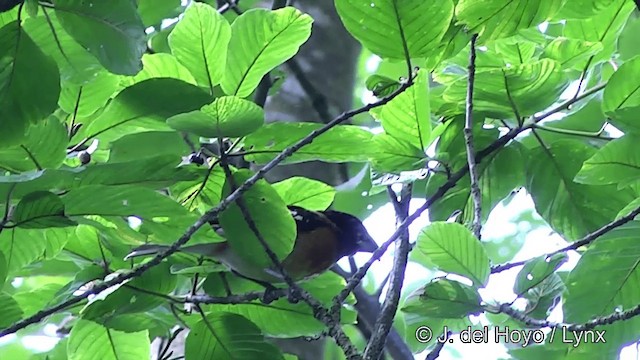 Black-headed Grosbeak - ML201457361