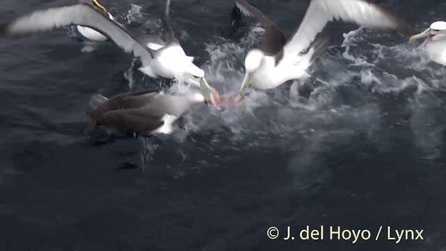 Buller's Albatross - ML201457391