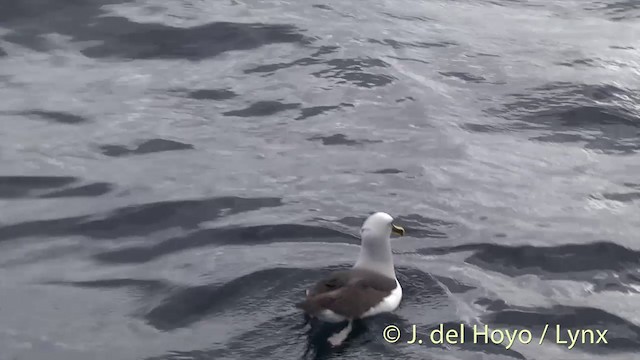 Buller's Albatross - ML201457401