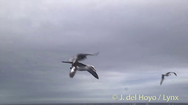 Albatros de Buller - ML201457411