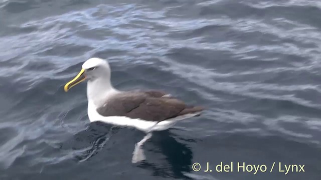 Buller's Albatross - ML201457421