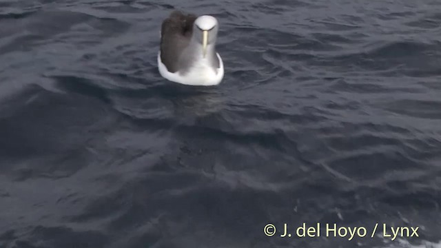 Salvin's Albatross - ML201457431