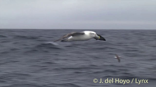 Albatros à cape blanche (steadi) - ML201457461