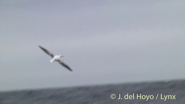 Albatros Real del Sur - ML201457471