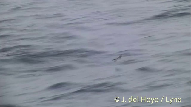 White-faced Storm-Petrel - ML201457501