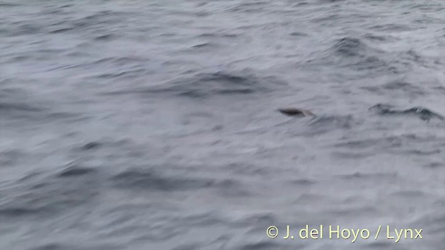 White-chinned Petrel - ML201457511