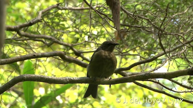 New Zealand Bellbird - ML201457531