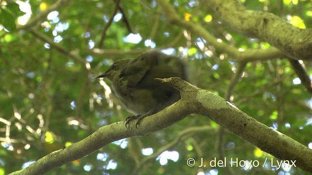 New Zealand Bellbird - ML201457541