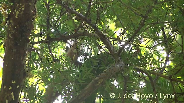 Red-crowned Parakeet - ML201457571