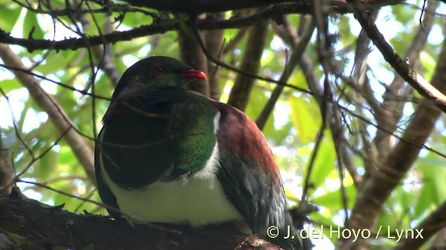 holub maorský (ssp. novaeseelandiae) - ML201457631