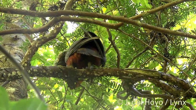 New Zealand Kaka - ML201457731