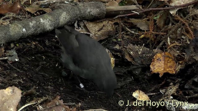 South Island Robin - ML201457761