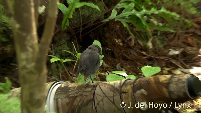 South Island Robin - ML201457811