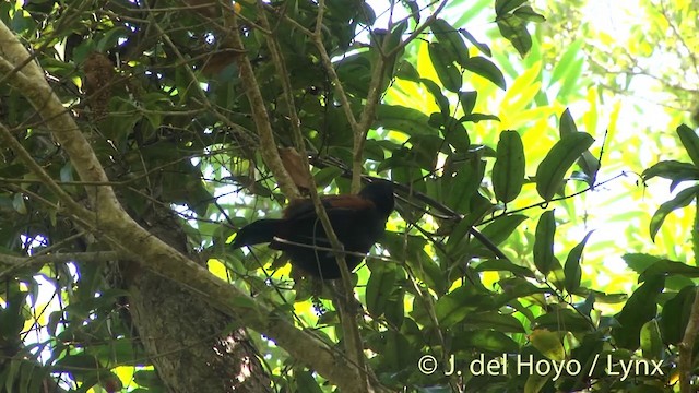 South Island Saddleback - ML201457911