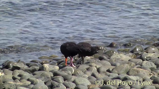 Variable Oystercatcher - ML201458021