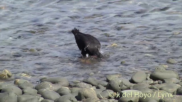 Variable Oystercatcher - ML201458031