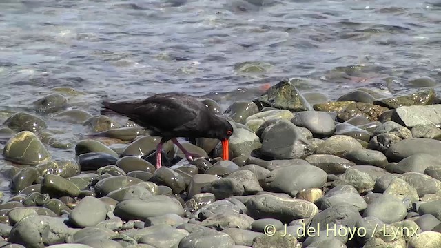 Variable Oystercatcher - ML201458041