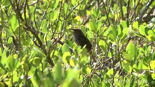 Yeni Zelanda Eğrelti Bülbülü [punctatus grubu] - ML201458071