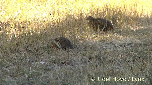 Brown Quail - ML201458101