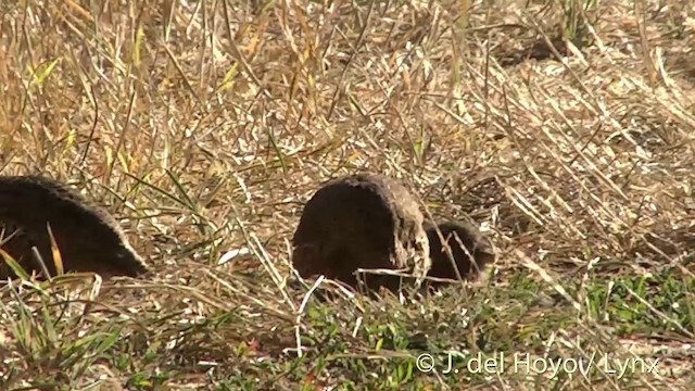 Brown Quail - ML201458111