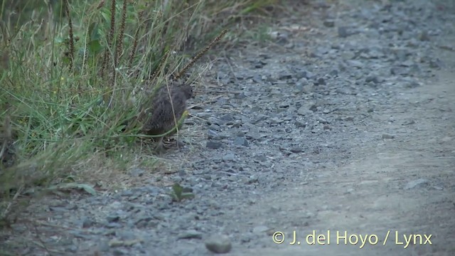 Brown Quail - ML201458121