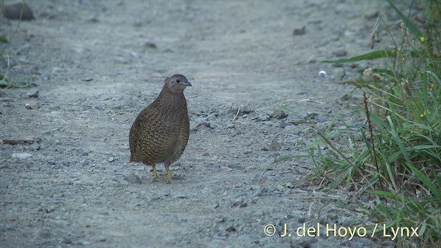 Brown Quail - ML201458131