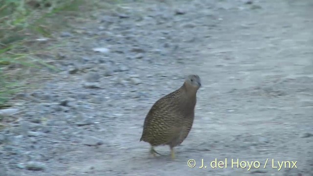 Brown Quail - ML201458141