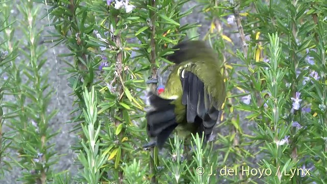 New Zealand Bellbird - ML201458311