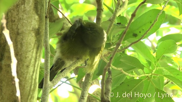 New Zealand Bellbird - ML201458321