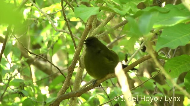 New Zealand Bellbird - ML201458331