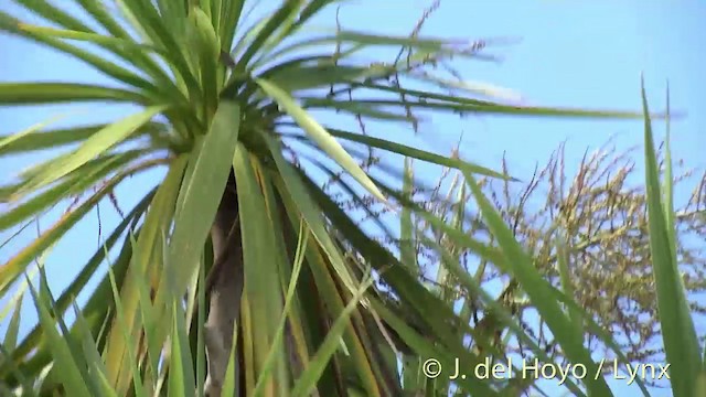 holub maorský (ssp. novaeseelandiae) - ML201458351