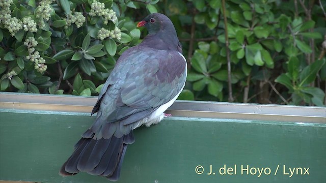 holub maorský (ssp. novaeseelandiae) - ML201458361