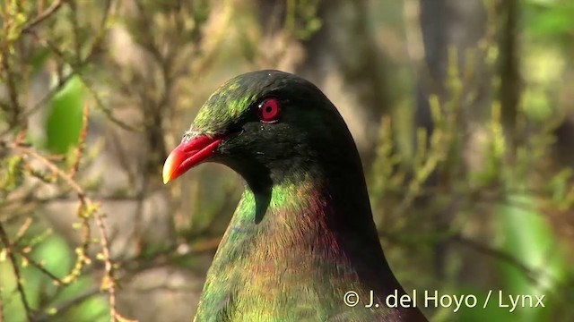 Yeni Zelanda Güvercini (novaeseelandiae) - ML201458391