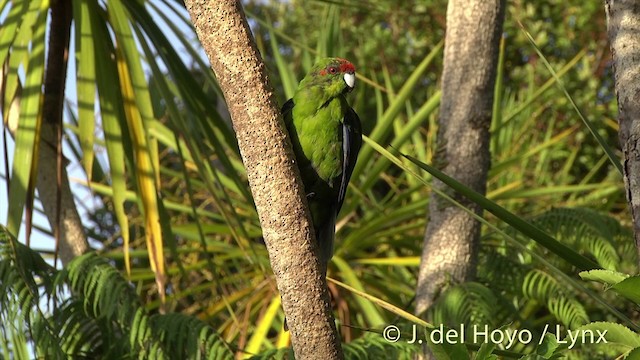 Red-crowned Parakeet - ML201458411