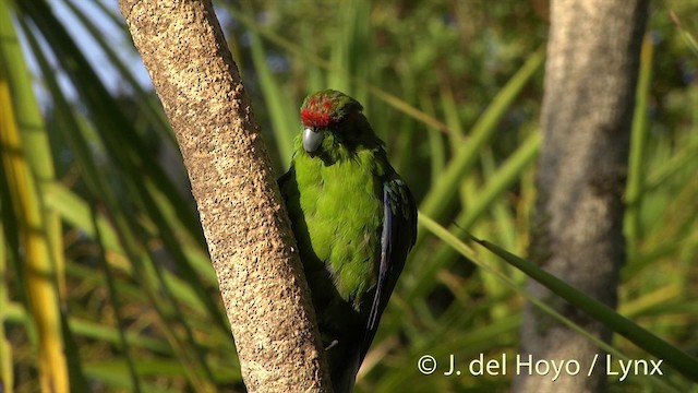 Red-crowned Parakeet - ML201458421