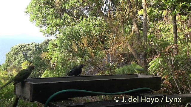 Red-crowned Parakeet - ML201458431